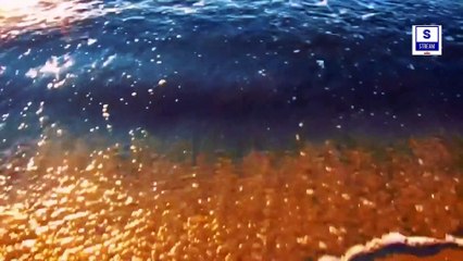 7 World Biggest Animal Mysteries ever