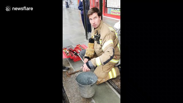 Heroic UK firefighters rescue lone duckling trapped in drain