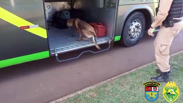 Policiais de Operação Com Cães do BPFron encontram maconha em ônibus em Marechal C. Rondon