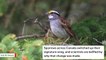 Sparrows In Canada Changed Their Song Baffling Scientists