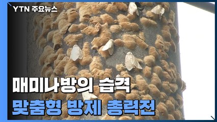 매미나방의 습격...맞춤형 방제 총력전 / YTN