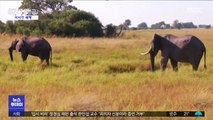 [이 시각 세계] 아프리카서 코끼리 350마리 떼죽음…코로나19 연관?