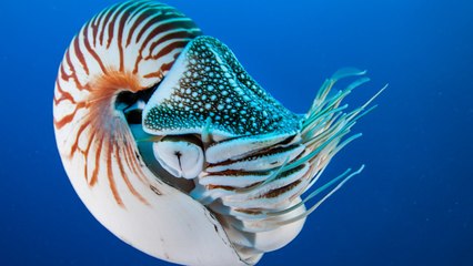 Despite Dire Condition Of Great Barrier Reef, Things Are Far Better Far Below