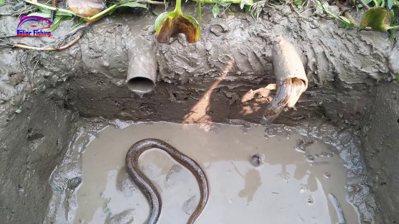 Best Eels Fishing || Unique Eels Fish Trap || A lot of eels Using Underground hole eel trap || By Doljor Fishing