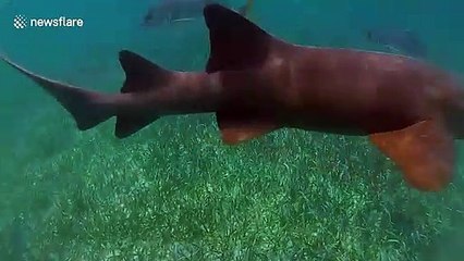 Snorkelers get up close and personal with nurse sharks in Belize
