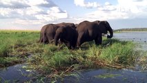 Botswana reports mysterious deaths of hundreds of elephants