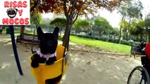 Videos De Risa De Perros Cachorritos Y Graciosos  Morirás De Risa 2018