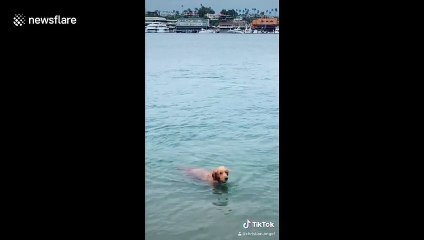 Swimming seal and dog are living their best lives in Newport Beach waters