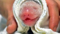 Giant panda Yuan Yuan gives birth to a second daughter in Taiwan