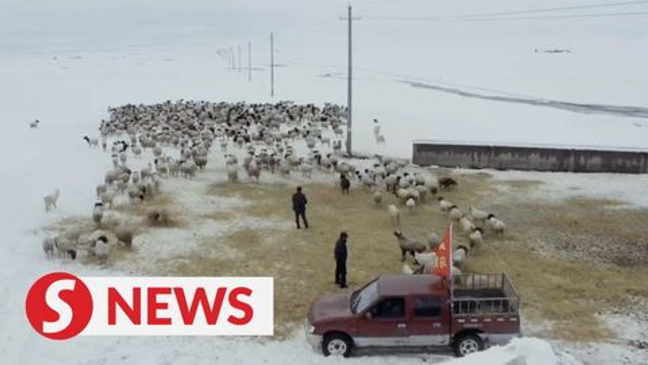 Surprise snow storm hits NW China's Xinjiang