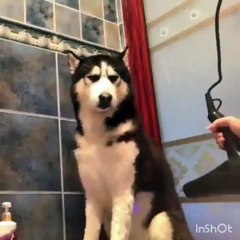 Animales Graciosos 2020