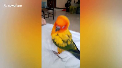 Sun Conure bird dances while pecking owner in Thailand