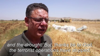Syria harvest boom brings hope as hunger spikes