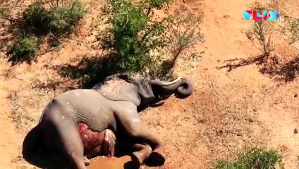 Bangkai Dimana-mana, Ratusan Gajah Mati Misterius