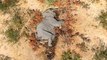 Mysterious deaths of over 400 elephants under investigation in Botswana