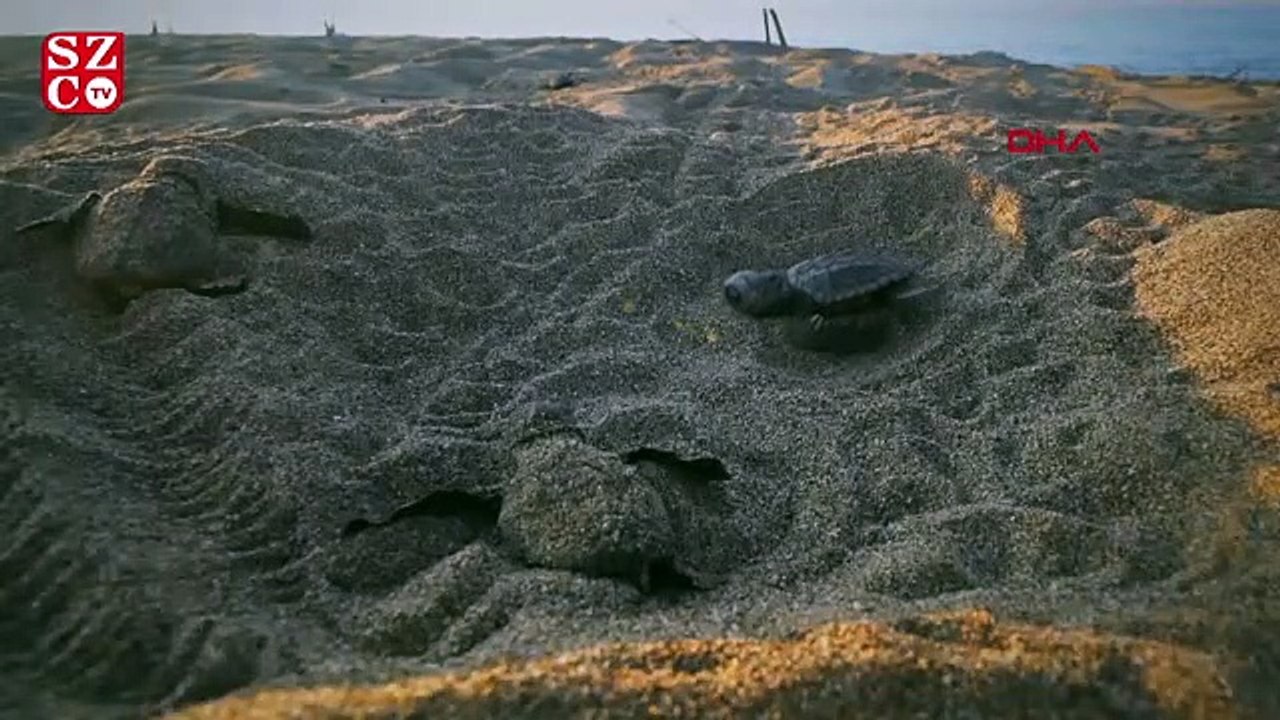 Caretta carettalar için kamu spotu