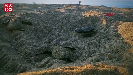 Caretta carettalar için kamu spotu