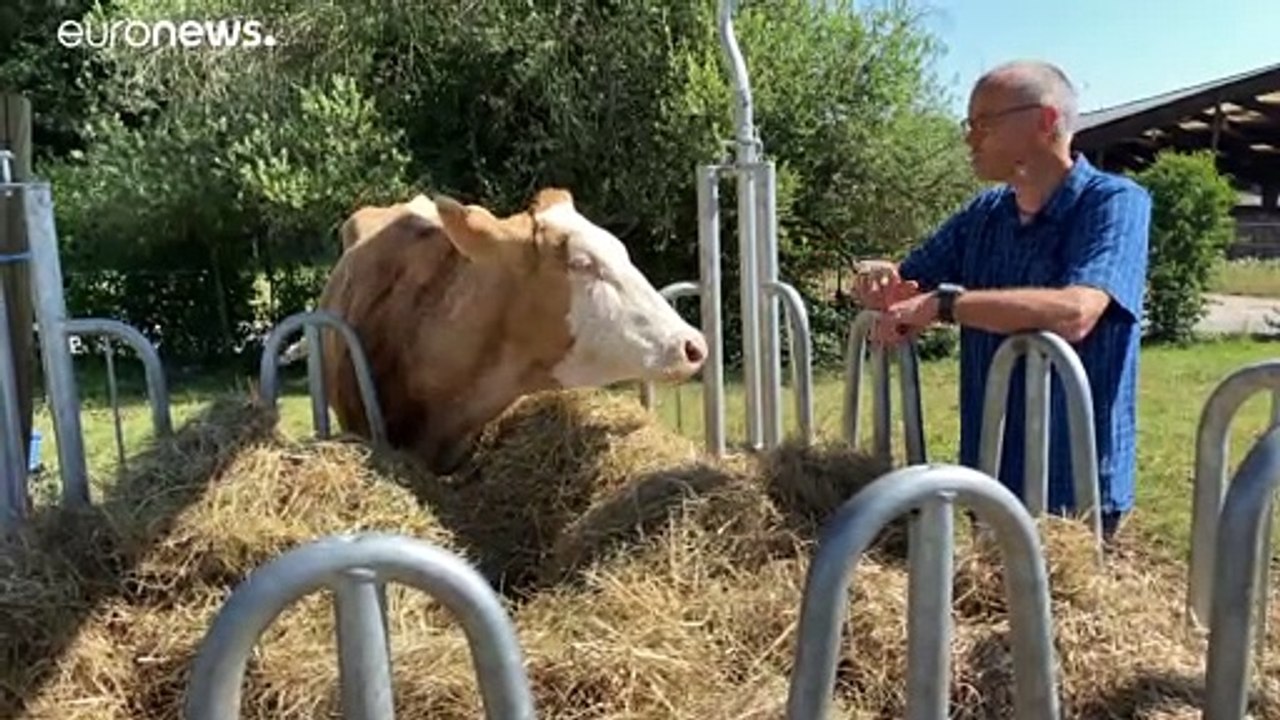 "Prácticamente todas las especies animales albergan un coronavirus". ¿Cómo saltan a los humanos?