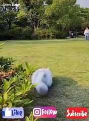 Baby Cats - Cute and Funny Cat Videos Compilation #3 | Aww Baby