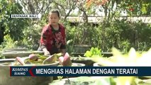 Cantiknya Bunga Teratai Hiasi Halaman, Yuk Intip Harganya!