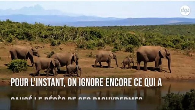 Des centaines d'éléphants sont morts dans des conditions mystérieuses au Botswana