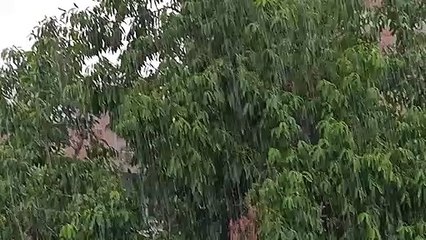 कानपुर में तेज हवाओं के साथ तेज बारिश शुरू