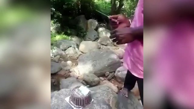 Twitter: Un mono roba un pastel de cumpleaños mientras lo estaban cortando