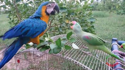 American Parrot vs Indian Parrot