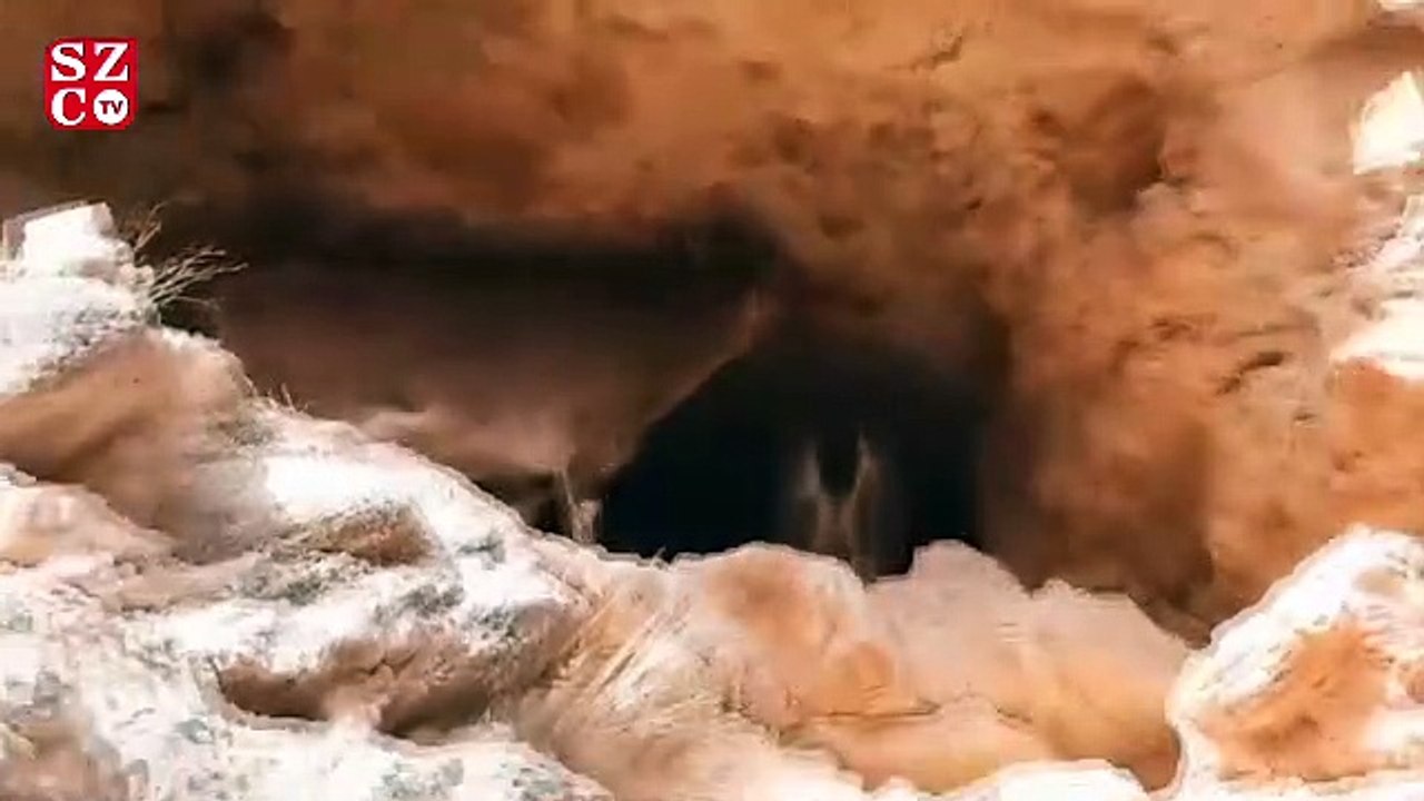 Tepki çeken 'dağ keçisi avı' ihalesi iptal edildi