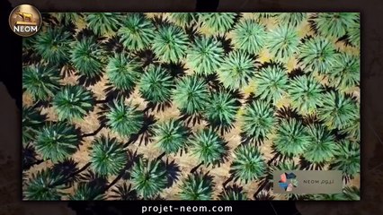 Projet NEOM : L'aboutissement du mondialisme