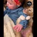 Animals SOO Cute Cute baby animals Videos Compilation cutest moment of the animals #8