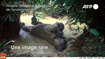 Précieuse image d'un rhinocéros de Java, espèce parmi les plus menacées