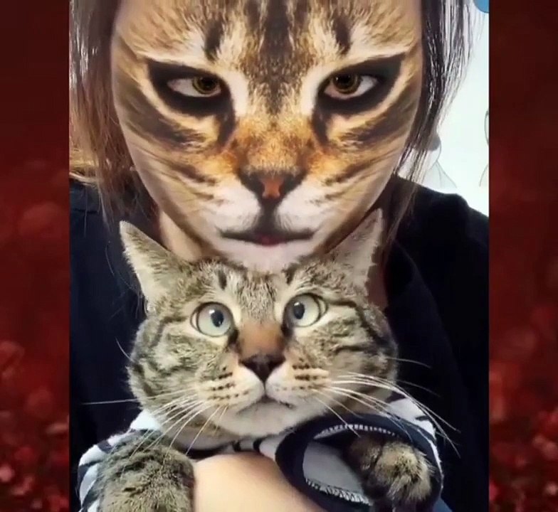 Regardez les réactions de ces chats voyant leur maitre derrière un filtre chat !