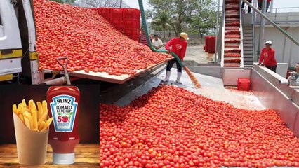 How Tomato Ketchup Is Made
