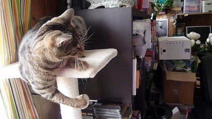 Petitcoeur inaugure son nouvel arbre a chat