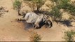 Botswana reports mysterious deaths of hundreds of elephants