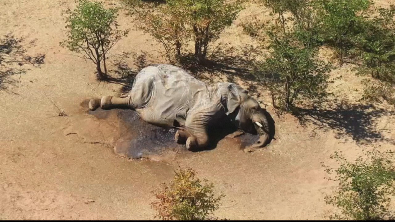 Botswana reports mysterious deaths of hundreds...