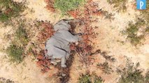 Botswana : mort mystérieuse d'au moins 275 éléphants