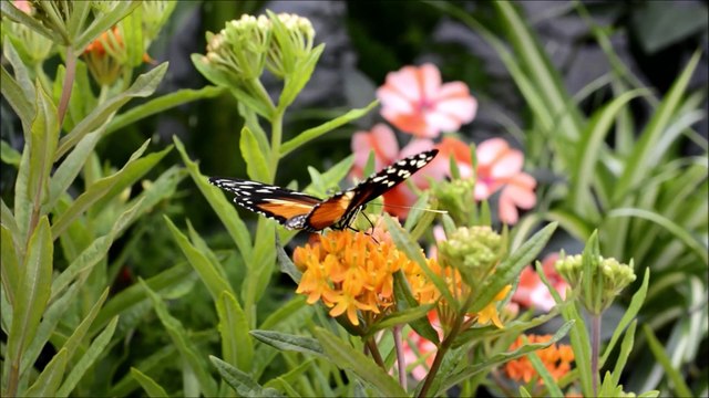 Mes de Julho estaremos protegidos com a Rainha Santa Isabel