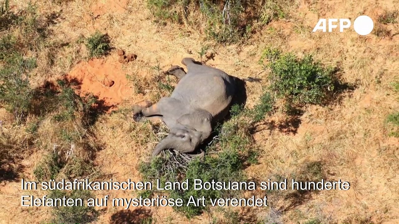 Botsuana: Rätselraten über Massensterben von Elefanten