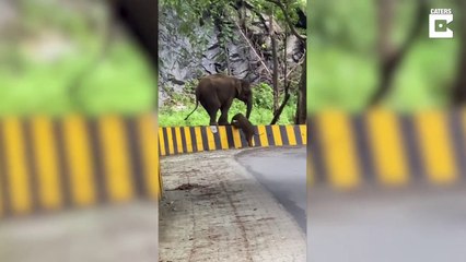 Cette maman éléphant aide son petit à grimper une barrière