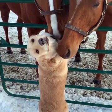 Ce chien a trouvé mieux que le toiletteur... Merci les chevaux