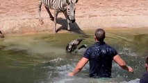 Intervention risquée pour sauver un bébé zèbre tombé à l'eau