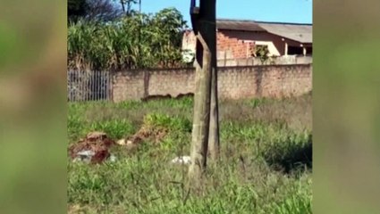 Javalis são flagrados 'passeando' pelo Loteamento Mirante