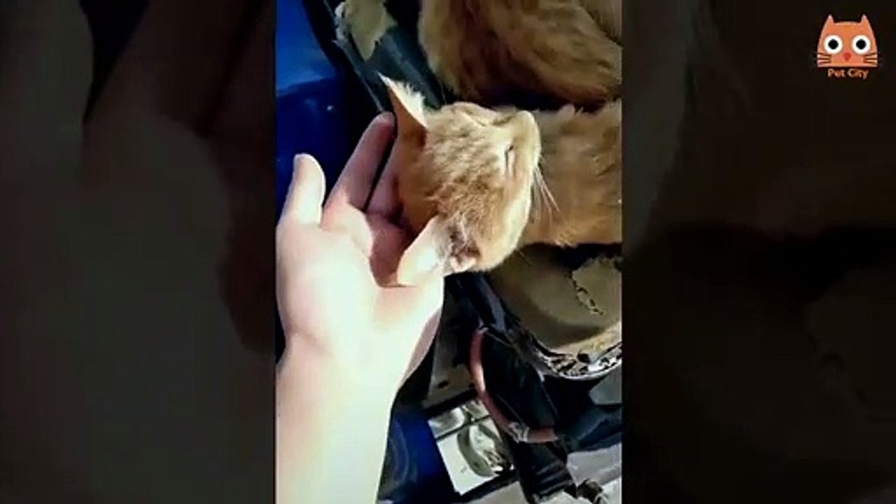 Trata de no reírtee - Videos divertidos de gatos y perros