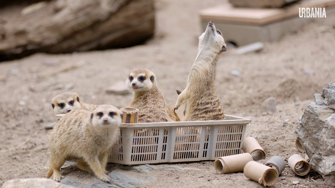 Le zoo de Granby retourne à ses moutons | COVID-19 | Reportage