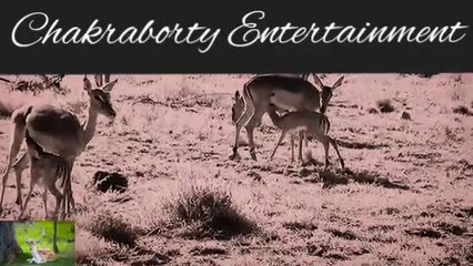 Deer save her baby from gorilla after bettle and Lion hunt gorilla baby.