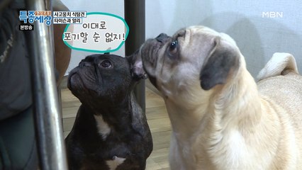 음식 냄새를 맡는 순간 곧장 달려오는 타이슨과 알리