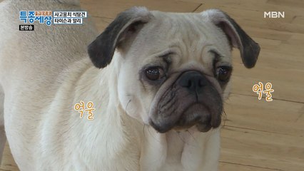 식탐으로 인해 체육관 구석구석을 탐색하는 알리와 타이슨