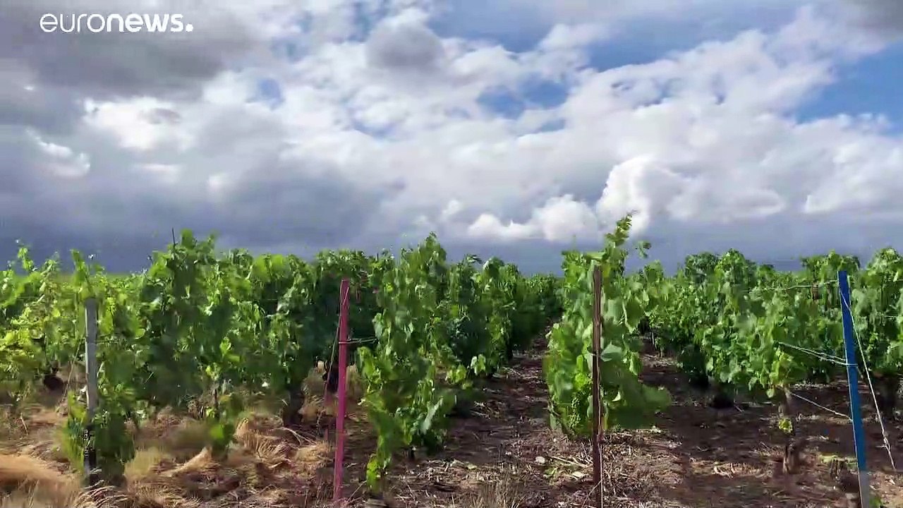 Champagne: Migranten wurden als Weinleser ausgenutzt